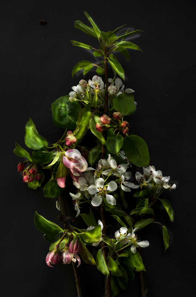 Äppelblom III