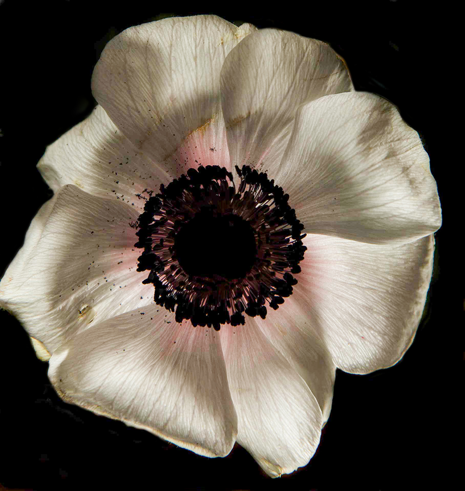 Anemone