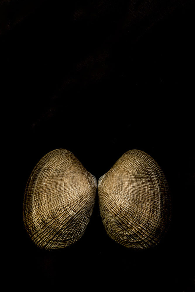 Vongole 26