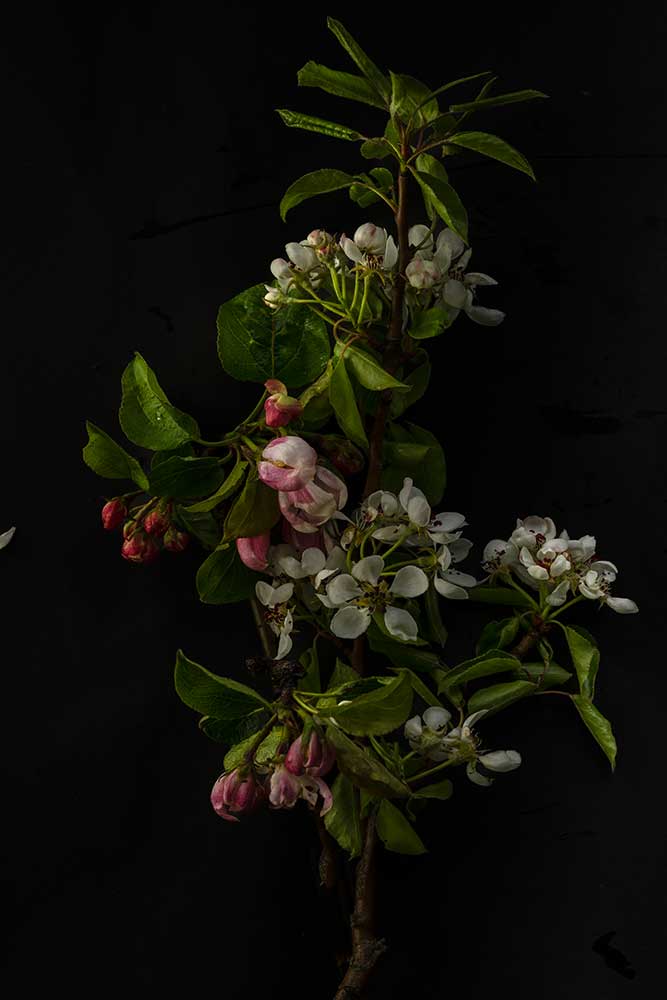 Äppelblom II